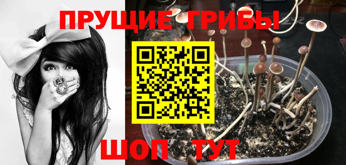 Псилоцибиновые грибы Psilocybe  Туймазы 